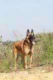 MALINOIS 251